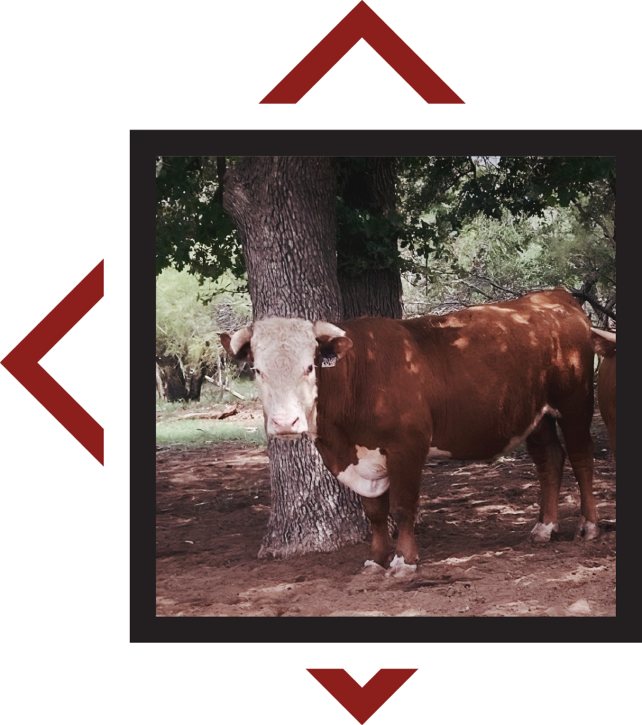 Hereford Bull