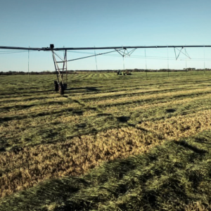 Hay Field